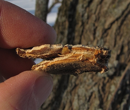 pictures of elm tree bark. american elm tree bark.