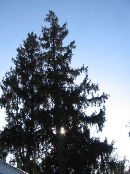 Norway Spruce tree