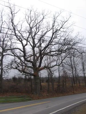 White Oak old tree