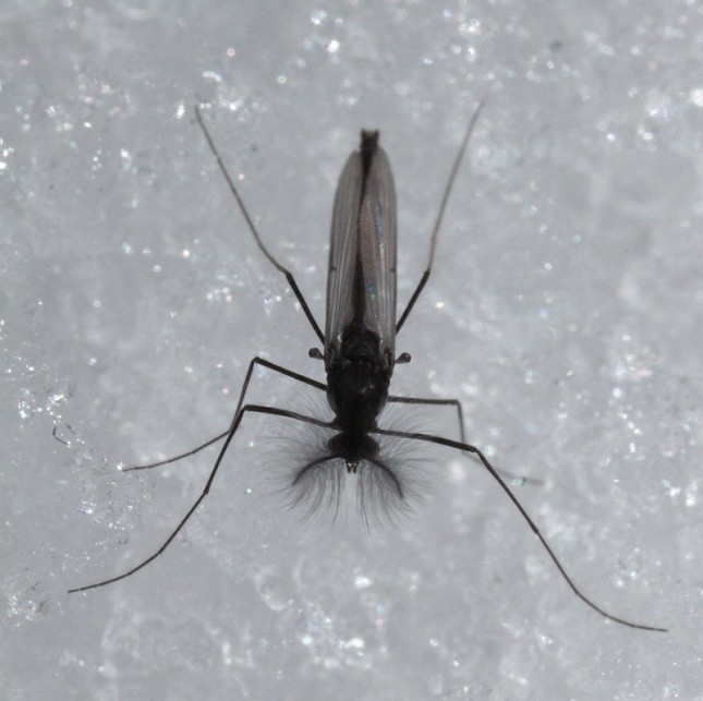 A male snow midge, as in moths, those feathery antennae may help pick up the scent of females. Speaking of females...