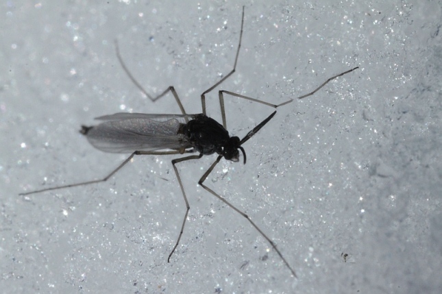 I'm pretty sure this is a female Snow Midge (note the unfeathery antennae), although I haven't the foggiest on whether it's the same species as the male above.