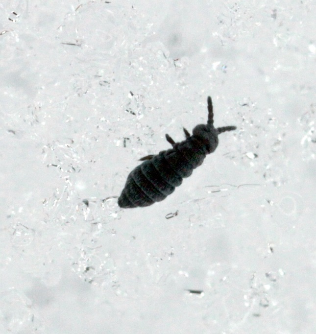 A Snow Flea