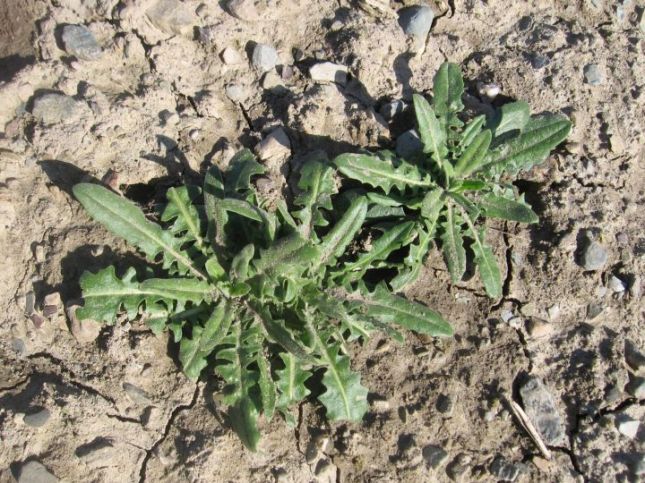 BRASSICA Field Pepperweed (Lepidium campestre) 7984
