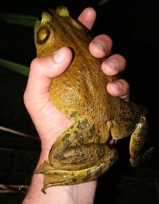 North Americas largest frog 