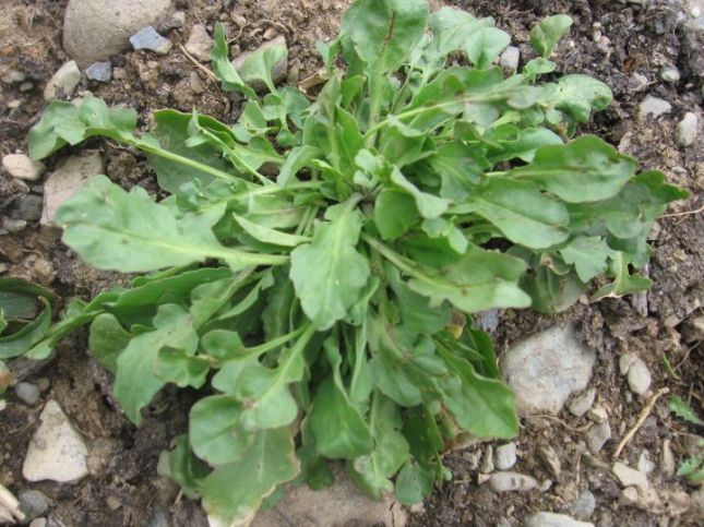 BRASSICA Field Pepperweed (Lepidium campestre) 8016