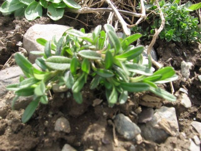 CARYO Mouse-Eared Chickweed (Cerastium fontanum spp. vulgare) 7902