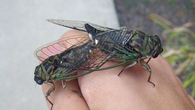 Our Dog-day Cicadas. Some of these emerge each year, usually starting their serenades some time in July. Historically, these were called Harvest Flies, presumably because they flew late in the summer as harvest was occurring. Image from Wikipedia. 