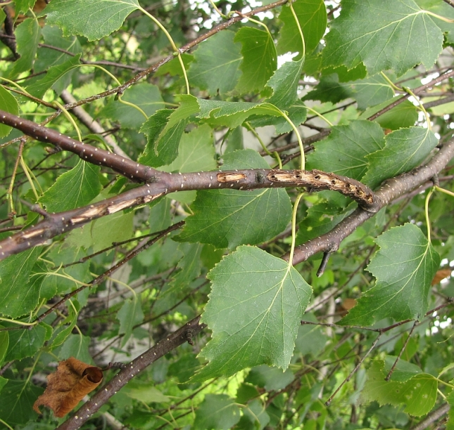 The small slashes caused by the female as she deposits her eggs. This damage often kills the branch which then weakens and breaks, sometimes separating completely and falling to the soil. The tiny larvae will emerge from the holes seen here and make their way into the ground. It is thought that this might be easiest when the twig is already lying on the ground.