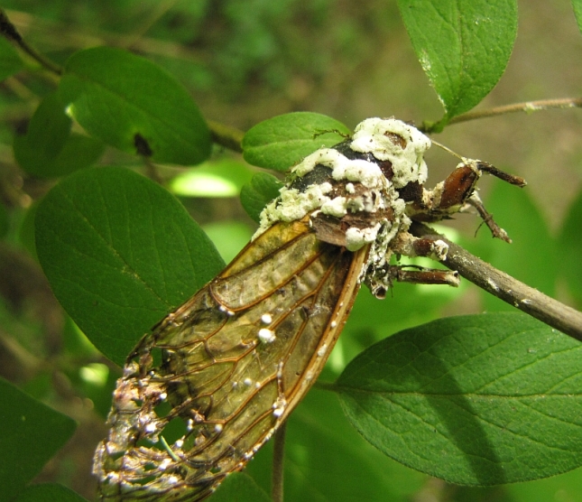 A fungus-ridden corpse of a cicada. Apparently, one particular species of fungus affects 17-year cicada's, often causing substantial damage to the population.