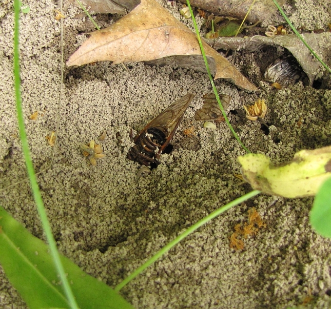 This photo shows a cicada carcass embedded in an ant hill. Surely, the ants are 'celebrating' this as a banner year. The photograph also shows the hollowness of the cicada's abdomen. In this case, the tip has broken off.