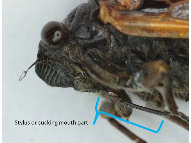 The Cicada's plant-sucking, needle-like mouth part.