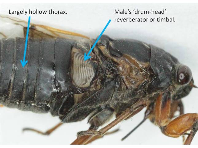The male's sound-producing timbal. Apparently, muscles around the edge warp and release this structure causing it to reverberate.