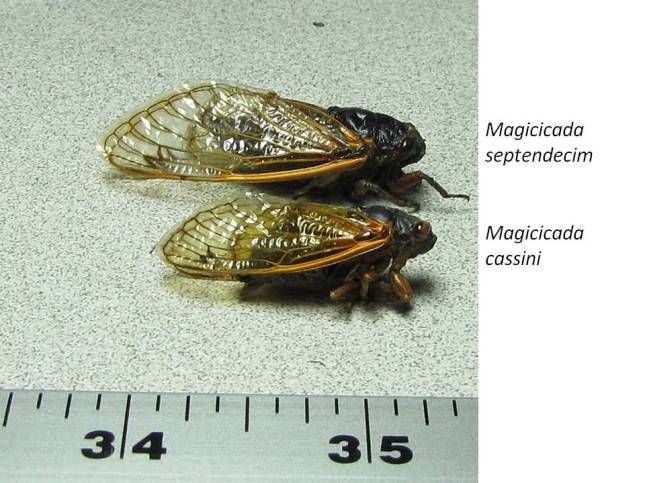 Our two species of 17-Year Cicada. Magicicada septendecim is the larger species. They also have a patch of orange between the eye and the wing insertion (only vaguely visible on this specimen which I found dead). The underside of that species also has orange bands.