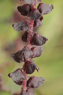 16 common ragweed male flowers