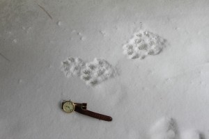 The Otter's track close-up.