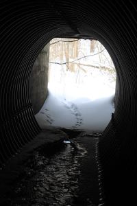 The tracks got lost on the other side of this culvert (culverts are well-known wildlife corridors), where the Otter had walked onto the ice of a pond and the wind had blown snow over the tracks.