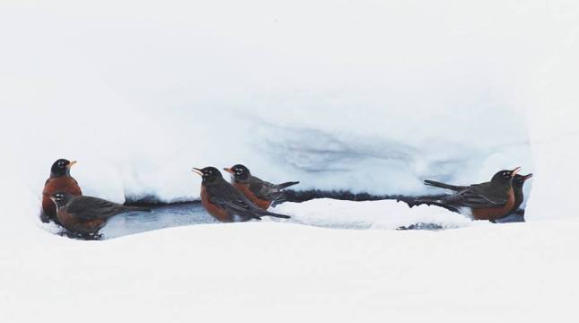 And who said that robins move south in the winter? Well, not this winter! They were gathering to drink around the few open water sources in the middle of February.