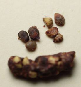 A closer inspection of their droppings revealed that they were mostly eating rosehips of Multiflora Rose (seeds on the right) and the fruits of Staghorn Sumac (seeds on the left) at this time. Most of the seeds will have passed the bird's guts undamaged and will soon be ready to germinate wherever they were dropped.