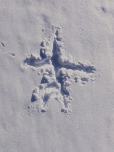A somewhat bigger creature formed this small "snow angel". Upon closer investigation, Conrad concluded that this pattern was created by a vole.