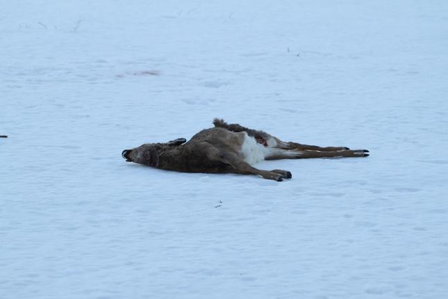 Dead Deer at Hawthorne Valley at the end of February.