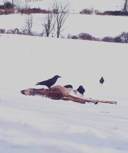 Crows frequently visited the carcass.