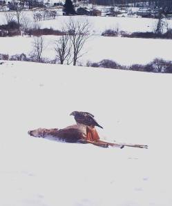 A Red-tailed Hawk got its meal.