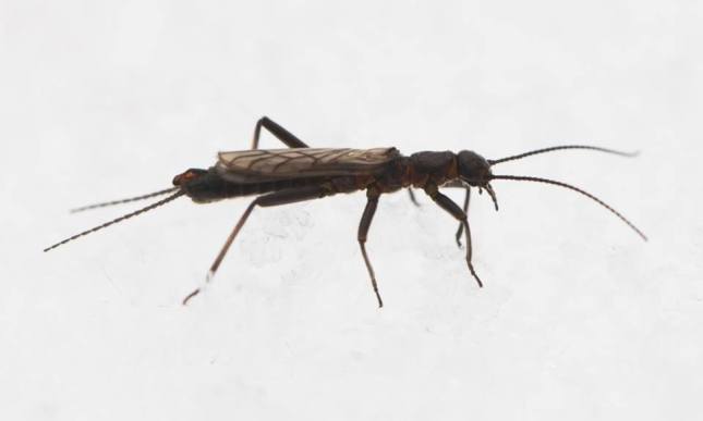 Winter Stoneflies are aquatic during their larval stage, but emerge from clean streams as adults in the middle of winter.