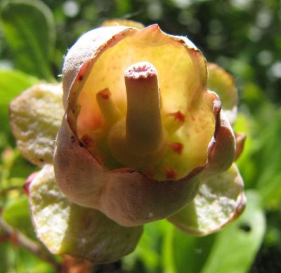 Flower Gall on Black Huckleberry (Gaylussacia baccata)